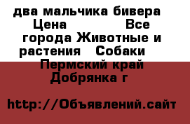 два мальчика бивера › Цена ­ 19 000 - Все города Животные и растения » Собаки   . Пермский край,Добрянка г.